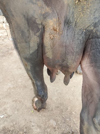 ભેંશ વેચવાની છે