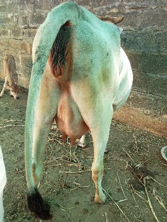 પેલુ વેતર વોડકી