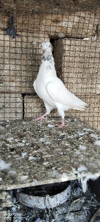 ફીમેલ છે