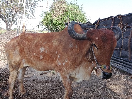 थंबनेल 3