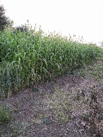 લીલી જુવાર વેસવાનીસે