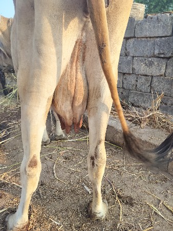 દેશી ગાય