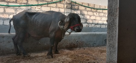 थंबनेल 3