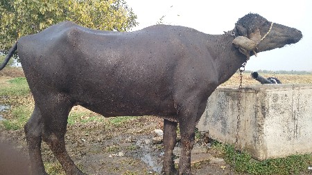 થંબનેલ 3