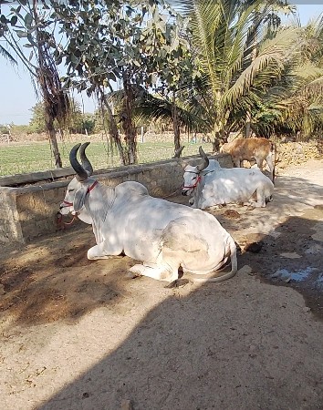 थंबनेल 2