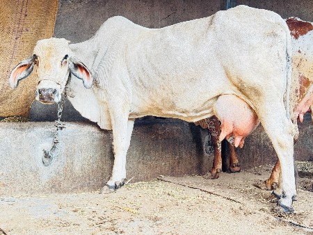 જર્સી ક્રોસ ગાય વેચવાની છે