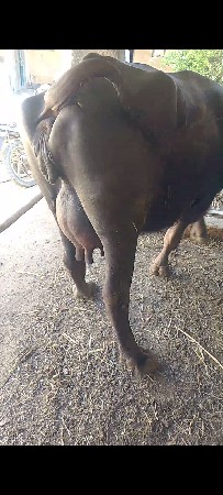 ભેસ વેચવાની છે