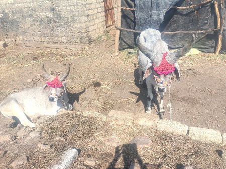 ગોઢલા વેચવા ના છે