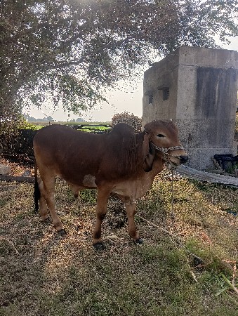 આવો ગોઢલો લેવાનો છે