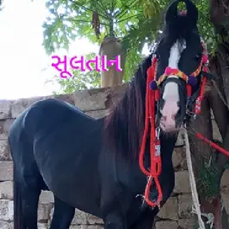 थंबनेल 2