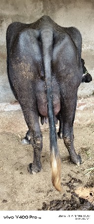 ભેશ વેચવાની છે