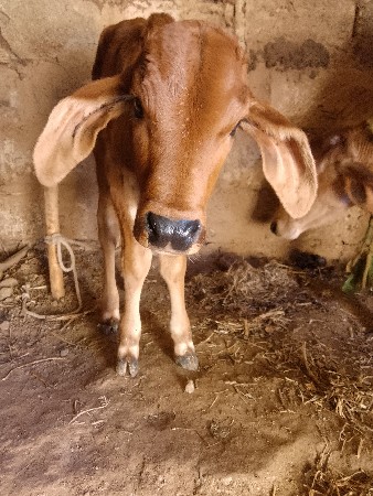 થંબનેલ 2