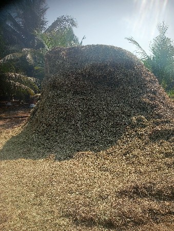 માડવીયુ.વેચવુ