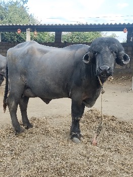 ખળેલી વેચવાની છે