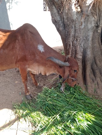 थंबनेल 3