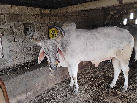 थंबनेल 2