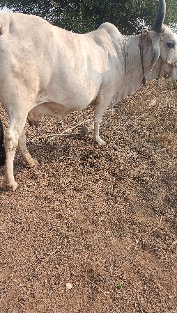 थंबनेल 4