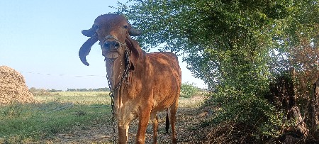 ગાય વેચવાની છે.