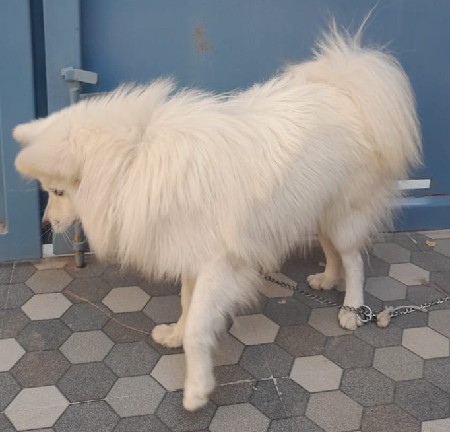 મેલ વેસવાનો છે