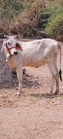 વાછડી છે