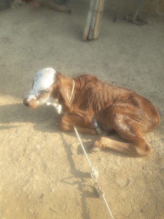 थंबनेल 3