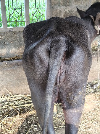 ખડેલી વેચવાની છે