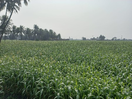 લીલી જુવાર વેચવાની છે