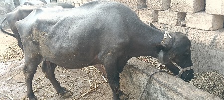 थंबनेल 3