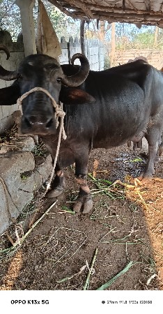 थंबनेल 3