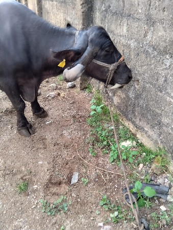 થંબનેલ 3