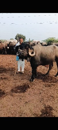 પાડો વેચવાનો છે