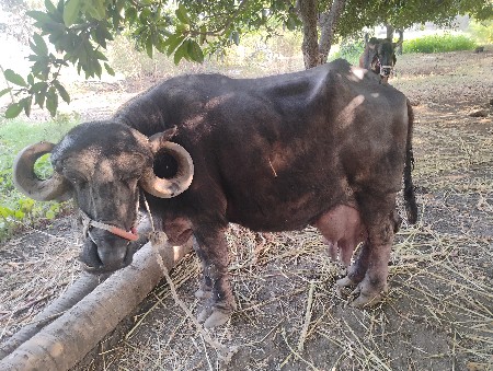 ભેંસ વેચવાની છે