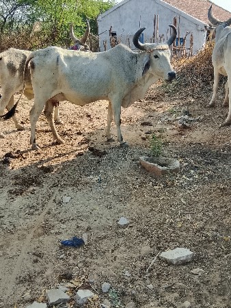 થંબનેલ 3