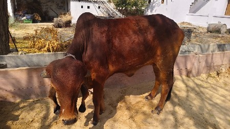 ગીર વાછરડી વેચવાની છે