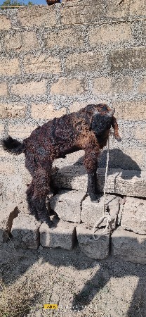 બકરો વેચવાનો છે