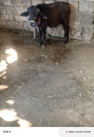 ભેંસ વેચવાની છે