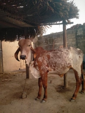 थंबनेल 2