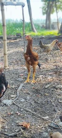 perot vich va na che