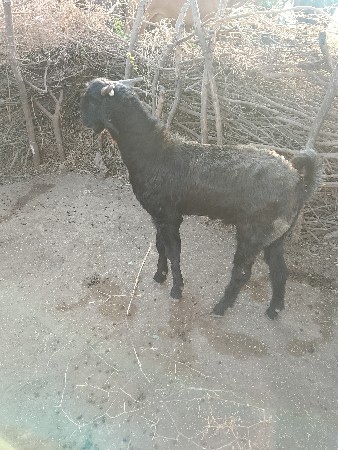 બોકડો 25000