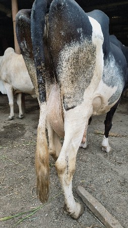 ગાય વેચવાની છે