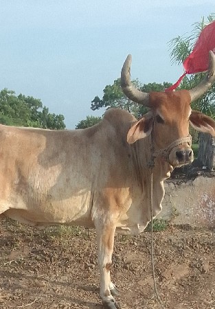 ગાય વેચવા ની છે જવાબદારી છે