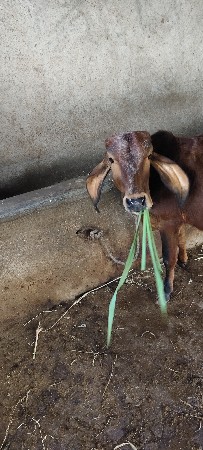 વેચવાની છે