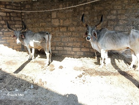 બળદ વેચવાના છે