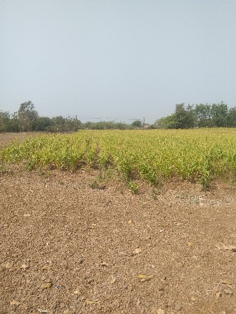 ઉભી જુવાર વેસવાની છે