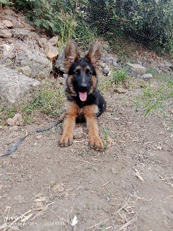 જર્મન સેફર ગલુડીયુ ફીમેલ