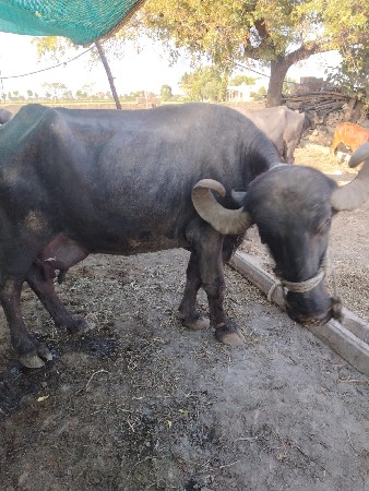ભેંસ વેચવાની છે