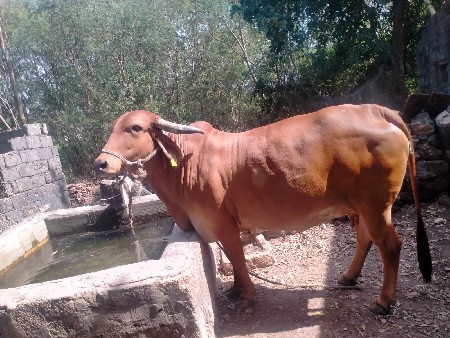ગાય વેચવાની છે