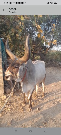 એક બળદ વેચવા નો છે
