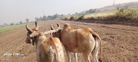 આ બળદ વેચવાના છે