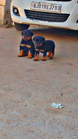 Rottweiler mel & fimel